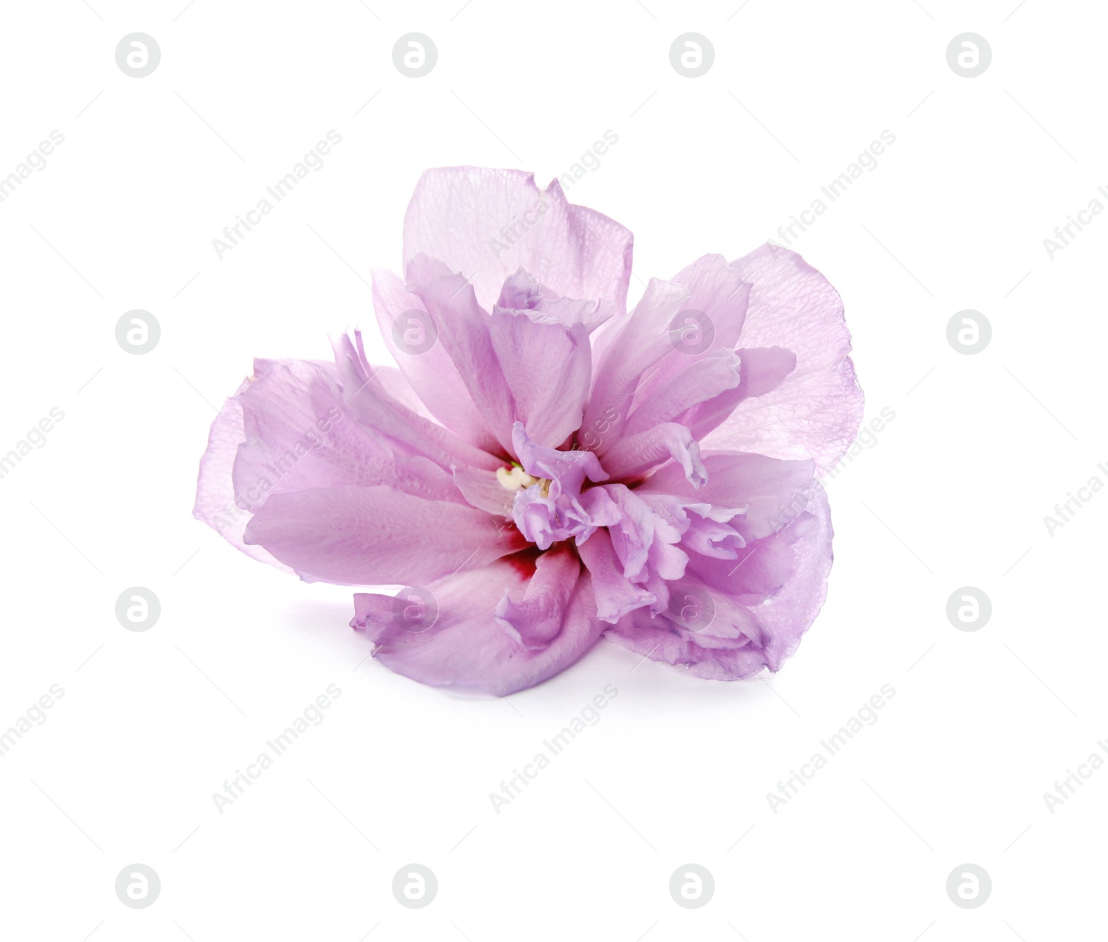 Photo of Beautiful hibiscus flower on white background