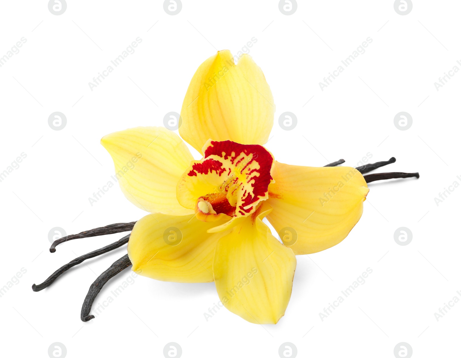 Photo of Vanilla sticks and flower on white background