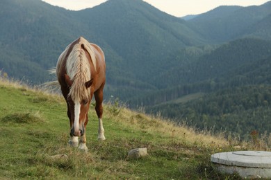 Photo of Beautiful horse grazing in mountains. Lovely pet