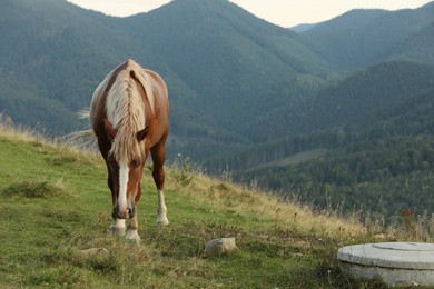 Beautiful horse grazing in mountains. Lovely pet