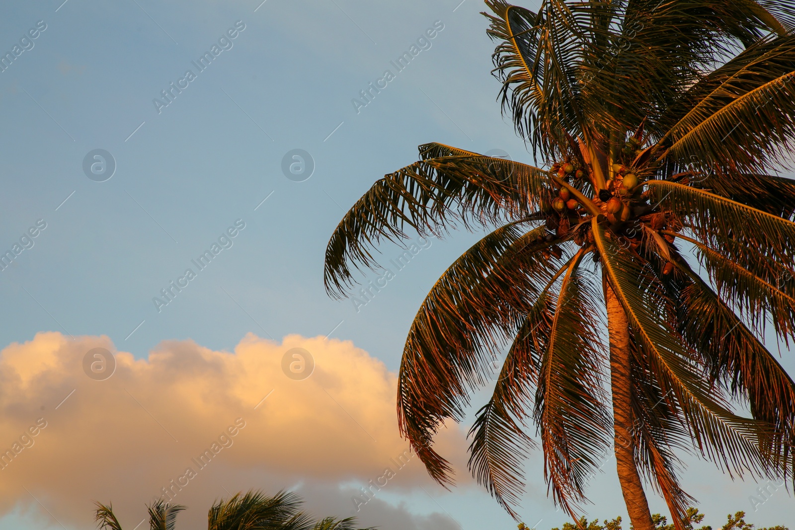 Photo of Beautiful palm tree with green leaves under clear blue sky, low angle view