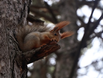 Photo of Cute red squirrel eating nut on tree in forest