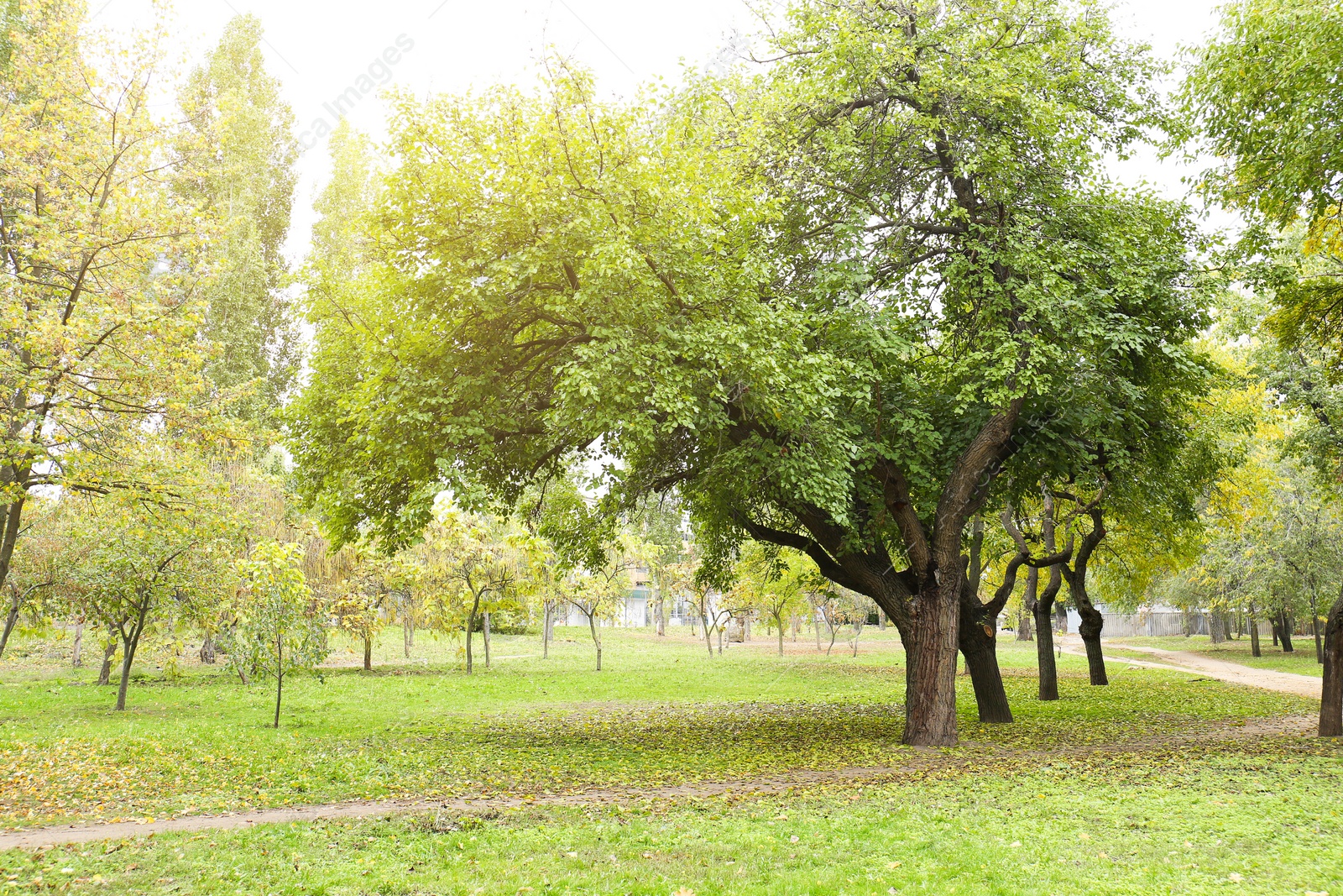 Photo of Beautiful view of park with trees on autumn day