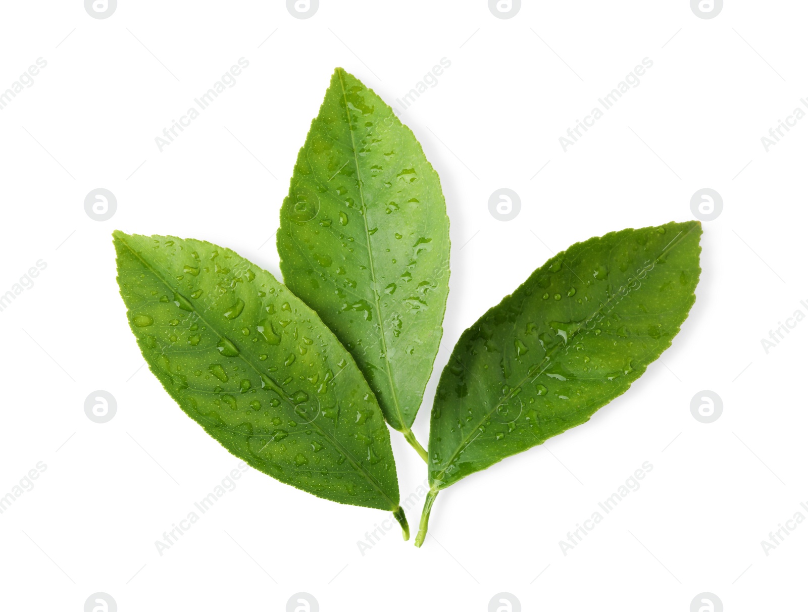Photo of Fresh green citrus leaves with water drops isolated on white, top view