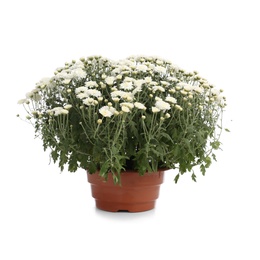 Photo of Pot with beautiful chrysanthemum flowers on white background
