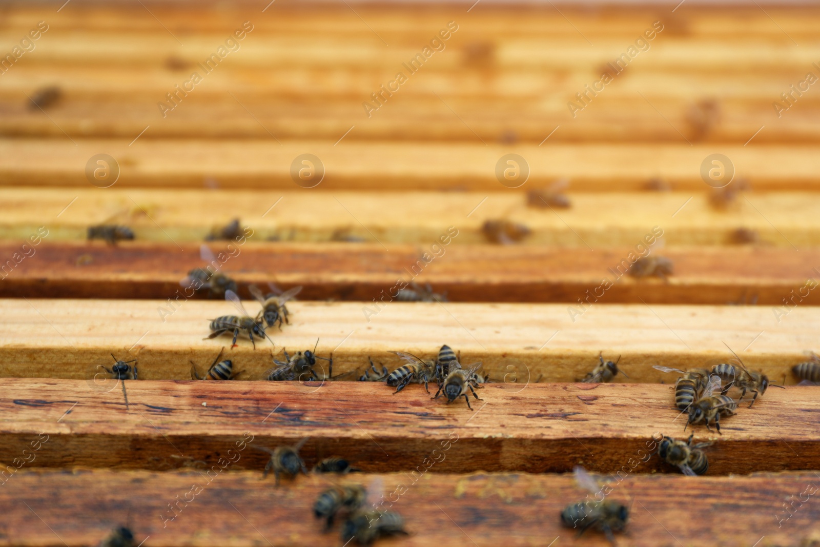 Photo of Closeup view of hive frames with bees at apiary