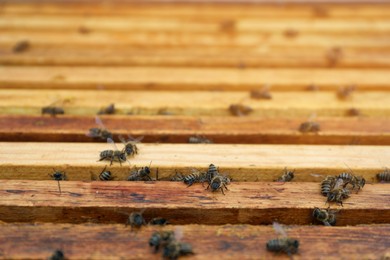 Closeup view of hive frames with bees at apiary