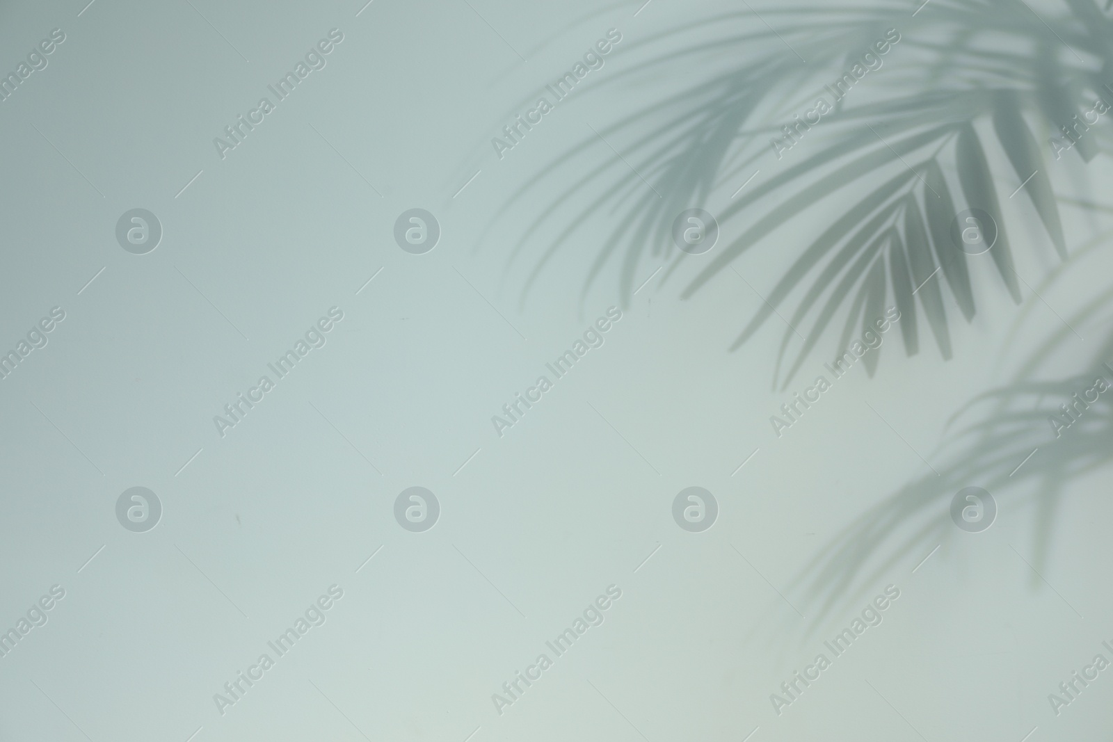 Photo of Shadow of tropical plant leaves on light background, space for text