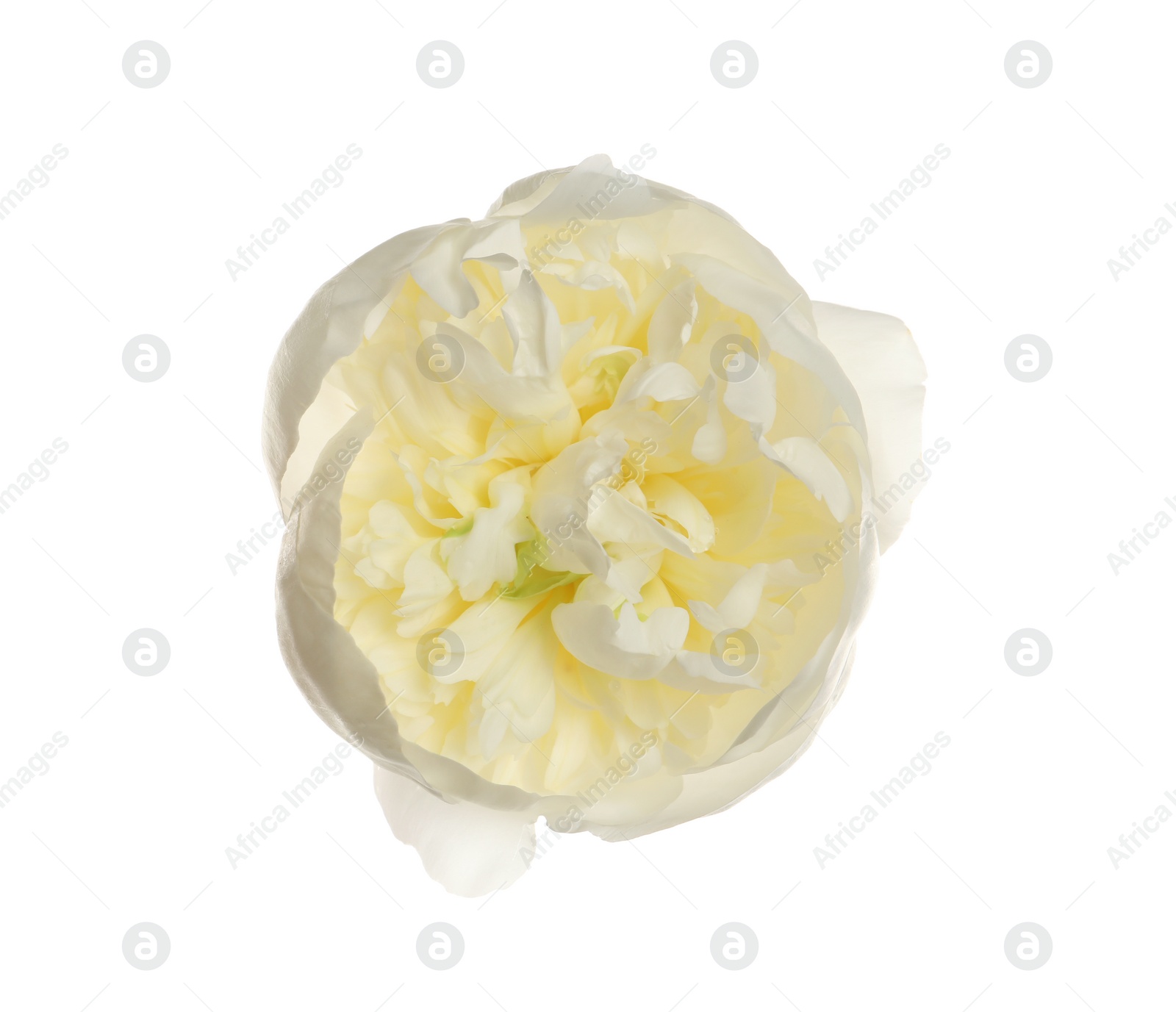 Photo of Beautiful fresh peony flower on white background, top view