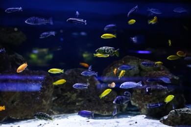 Different beautiful small fishes in clear aquarium