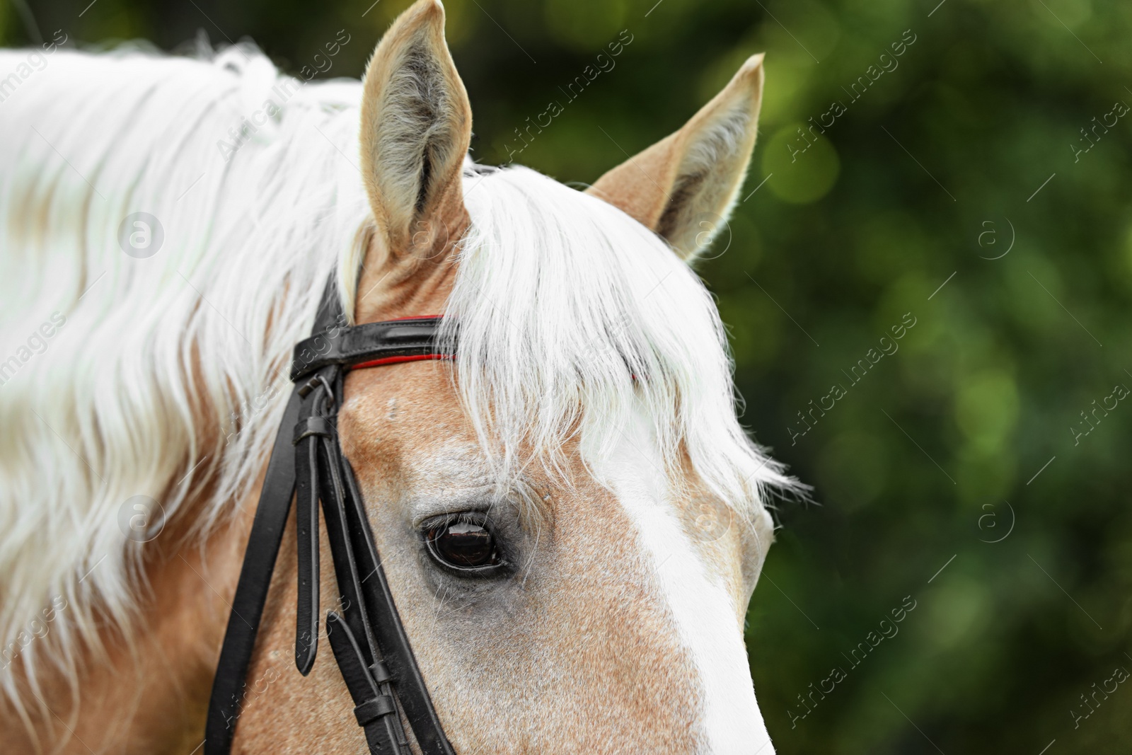 Photo of Palomino horse in bridle on blurred background, closeup