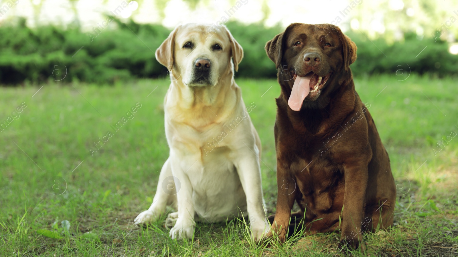 Photo of Funny Labrador Retriever dogs in green summer park