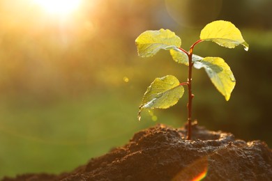 Photo of Beautiful seedling growing in fresh soil outdoors, closeup. Planting tree. Space for text