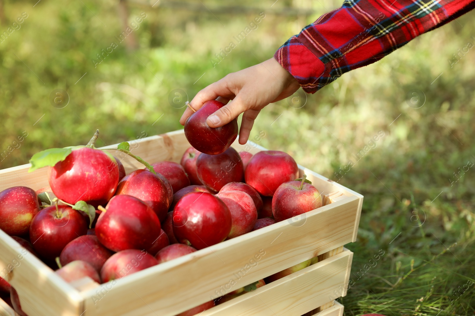 Photo of Young woman holding apple above crate outdoors, closeup