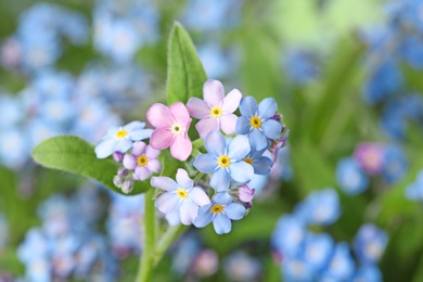 Amazing spring forget-me-not flowers as background, closeup view