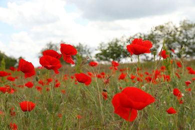 Photo of Beautiful red poppy flowers growing in field