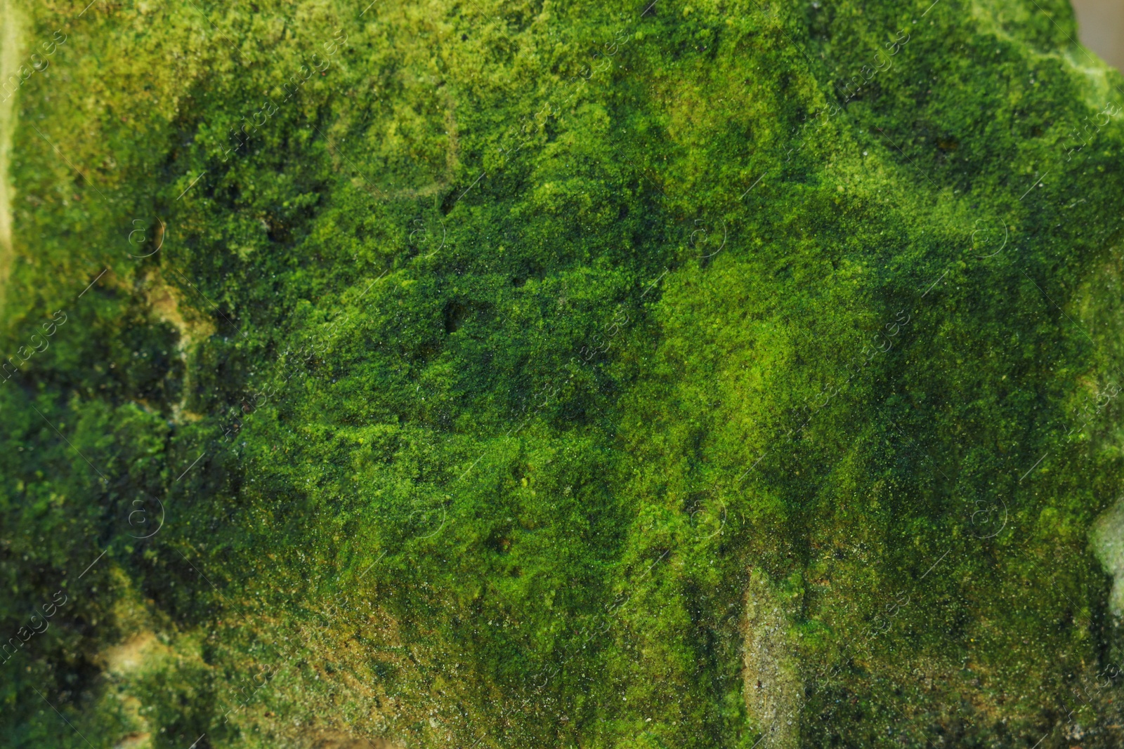 Photo of View of stone covered green moss, closeup