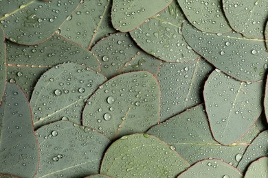 Photo of Fresh green leaves of eucalyptus with water drops as background, top view