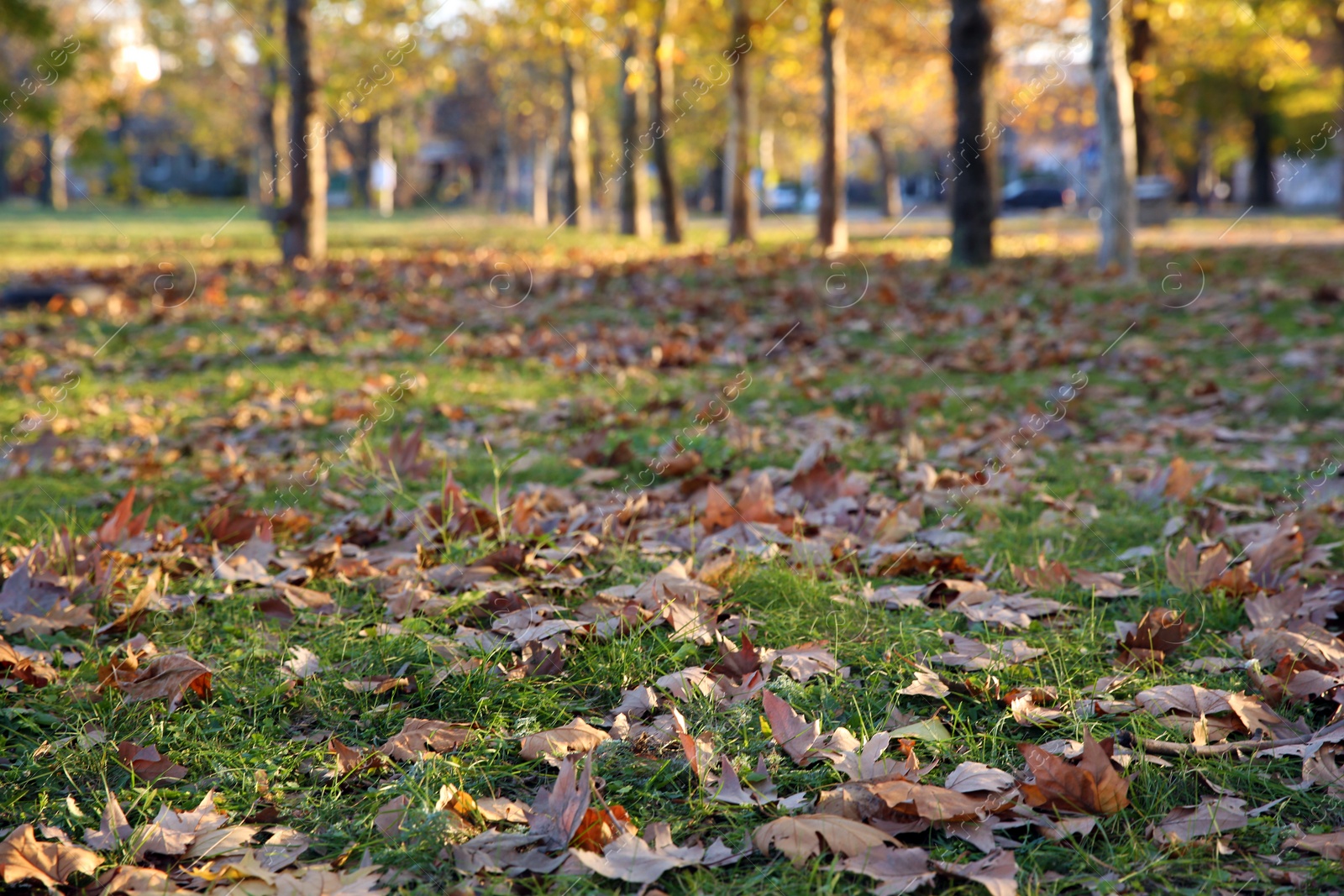 Photo of Fallen leaves on green grass in autumn park