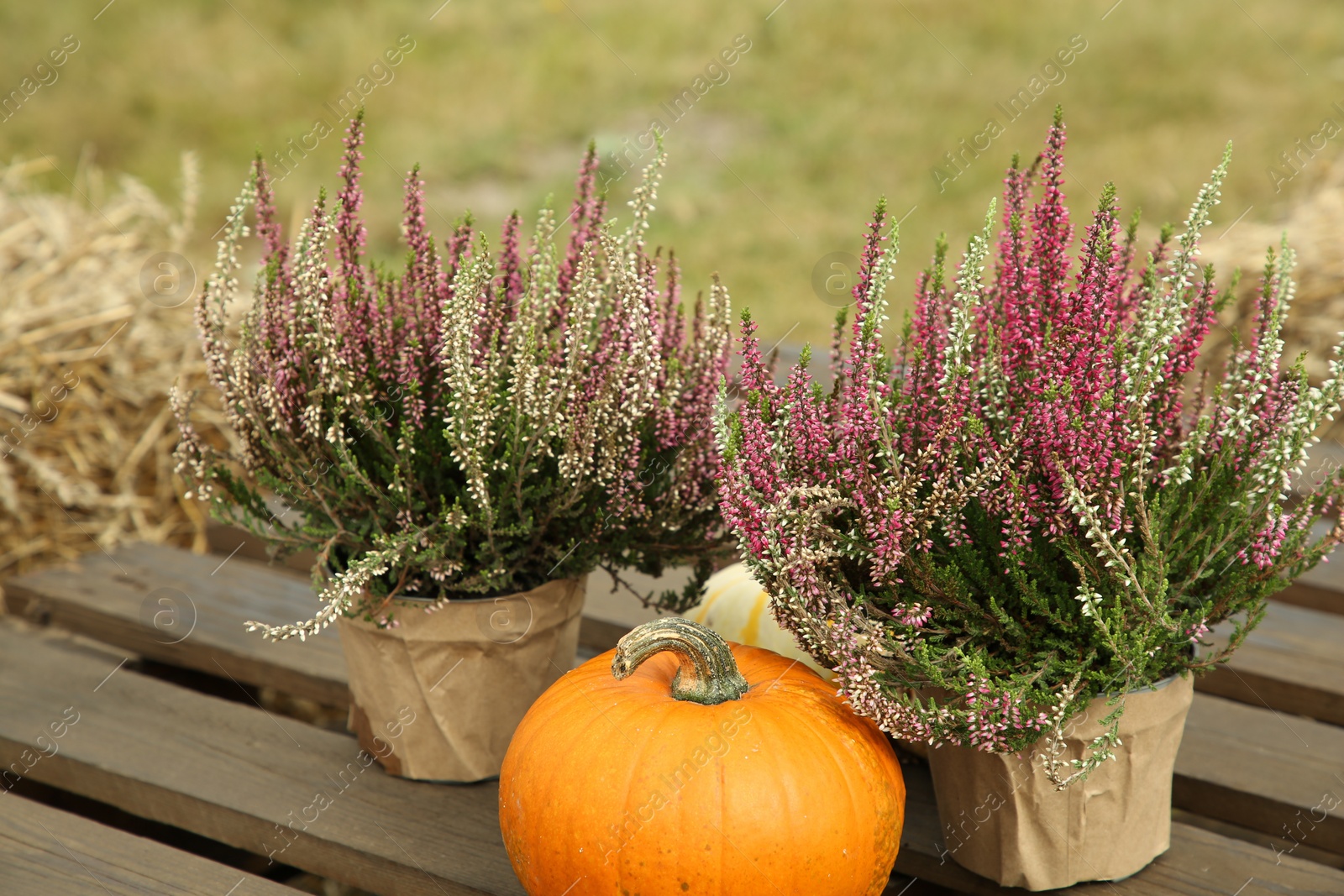 Photo of Beautiful heather flowers in pots and pumpkin on wooden pallet outdoors