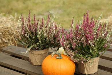 Beautiful heather flowers in pots and pumpkin on wooden pallet outdoors