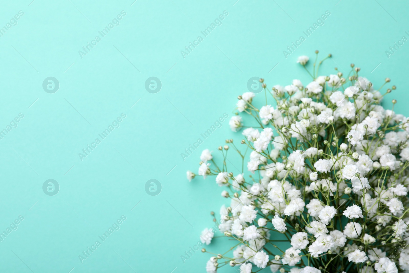 Photo of Beautiful gypsophila flowers on turquoise background, top view. Space for text