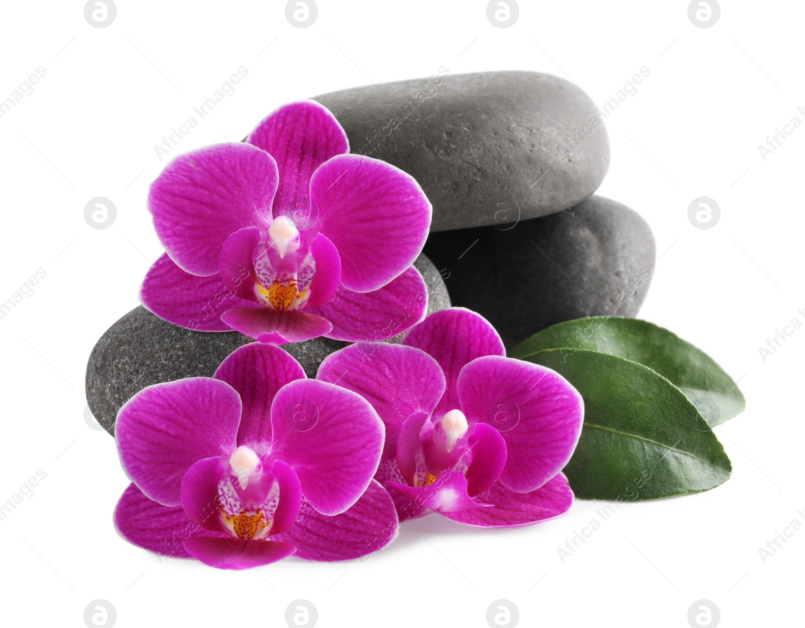 Photo of Pile of spa stones and orchid flowers on white background