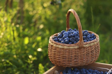 Photo of Tasty ripe blueberries on farm, space for text. Seasonal berries