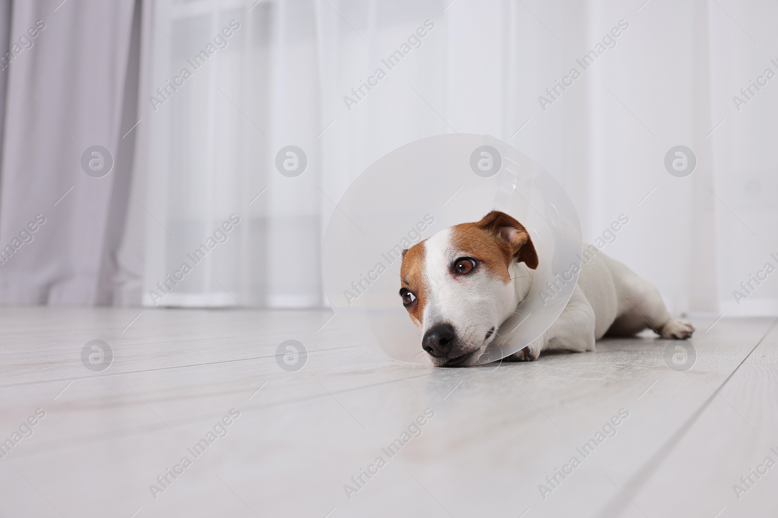 Photo of Cute Jack Russell Terrier dog wearing medical plastic collar on floor indoors, space for text