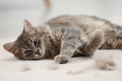 Cute cat and pet hair on carpet indoors, closeup