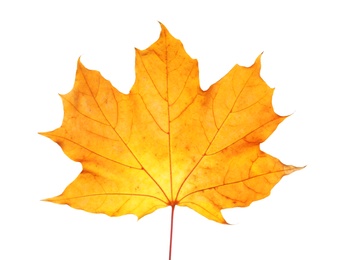 Photo of Beautiful autumn leaf on white background. Fall foliage