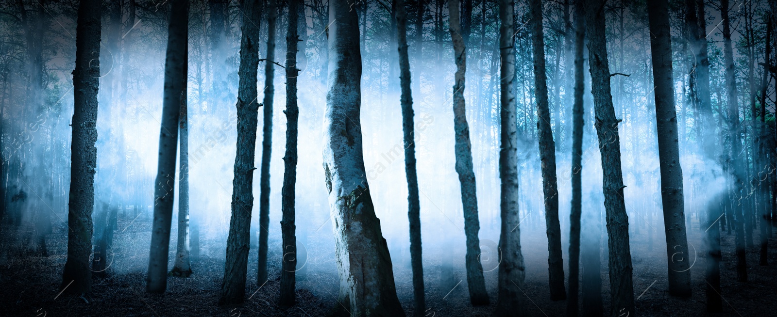 Image of Fantasy world. Creepy foggy forest with tall trees, banner design