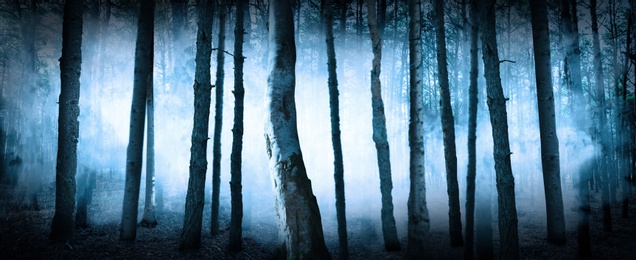 Image of Fantasy world. Creepy foggy forest with tall trees, banner design