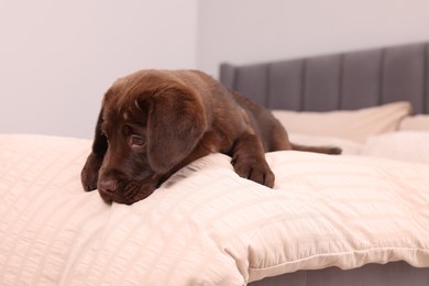 Photo of Cute chocolate Labrador Retriever on soft bed in room. Lovely pet
