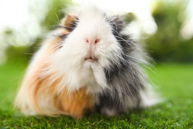 Adorable guinea pig on green grass outdoors, closeup. Lovely pet