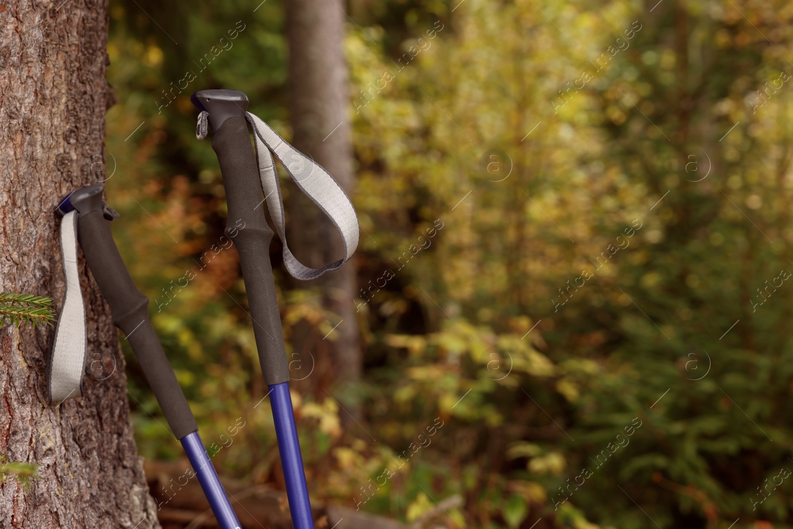 Photo of Trekking poles near tree in forest. Space for text