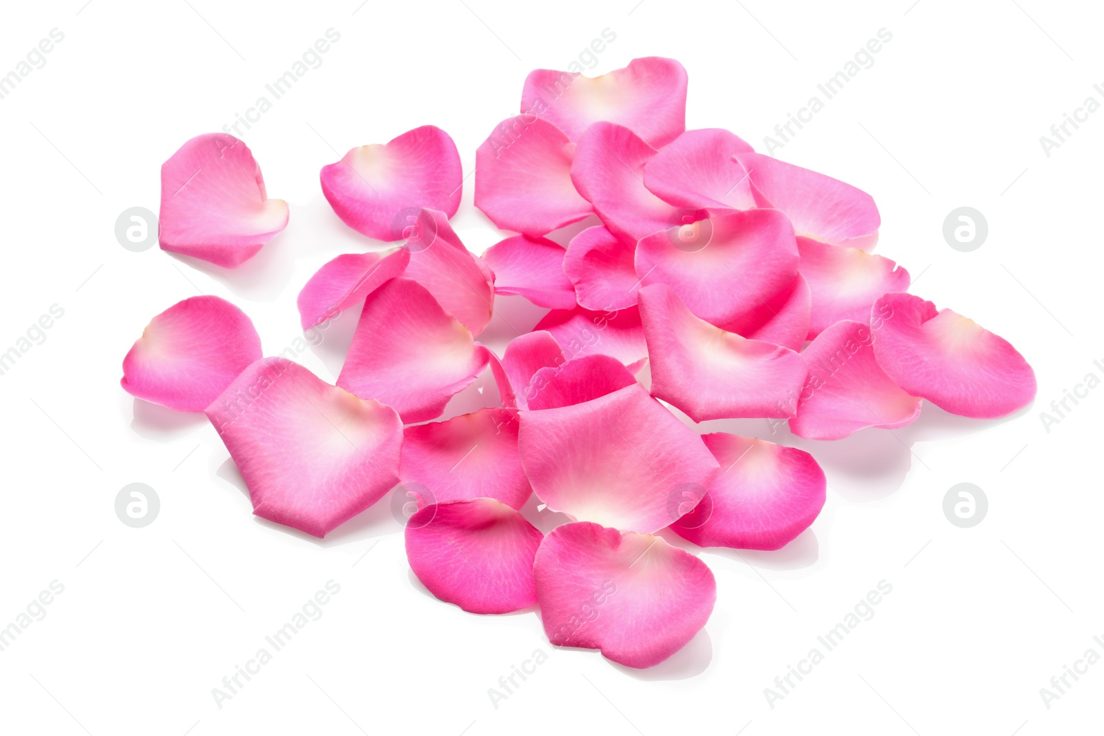 Photo of Many pink rose petals on white background