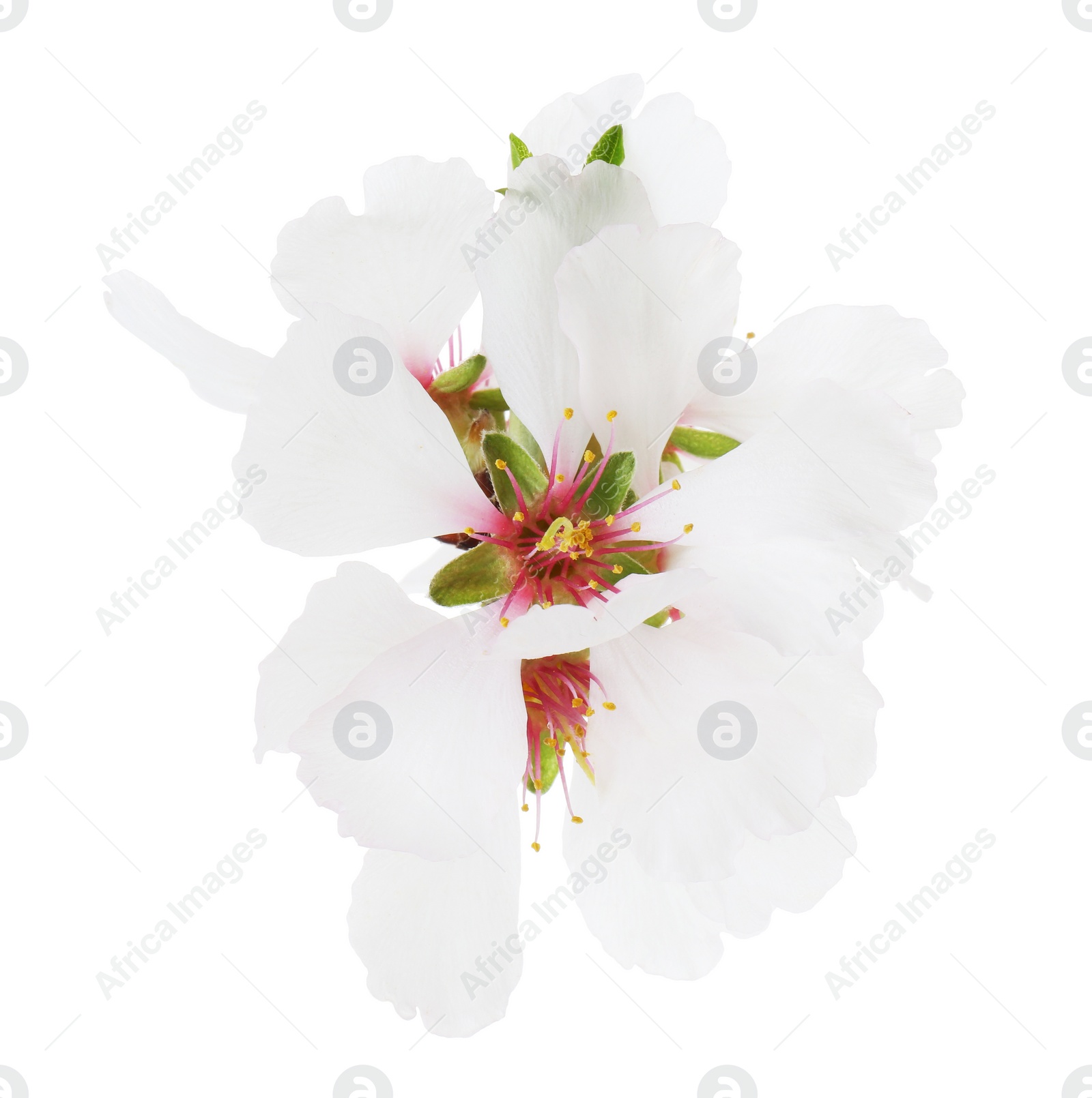 Photo of Beautiful spring tree blossoms isolated on white