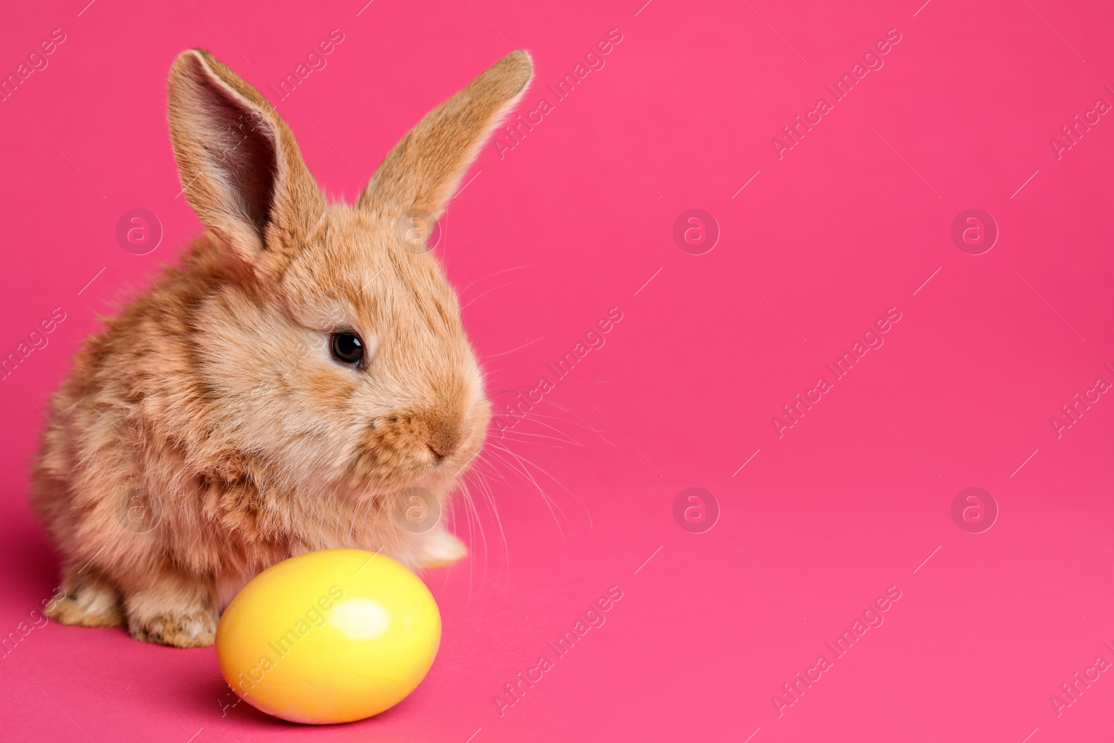 Photo of Adorable furry Easter bunny and dyed egg on color background, space for text