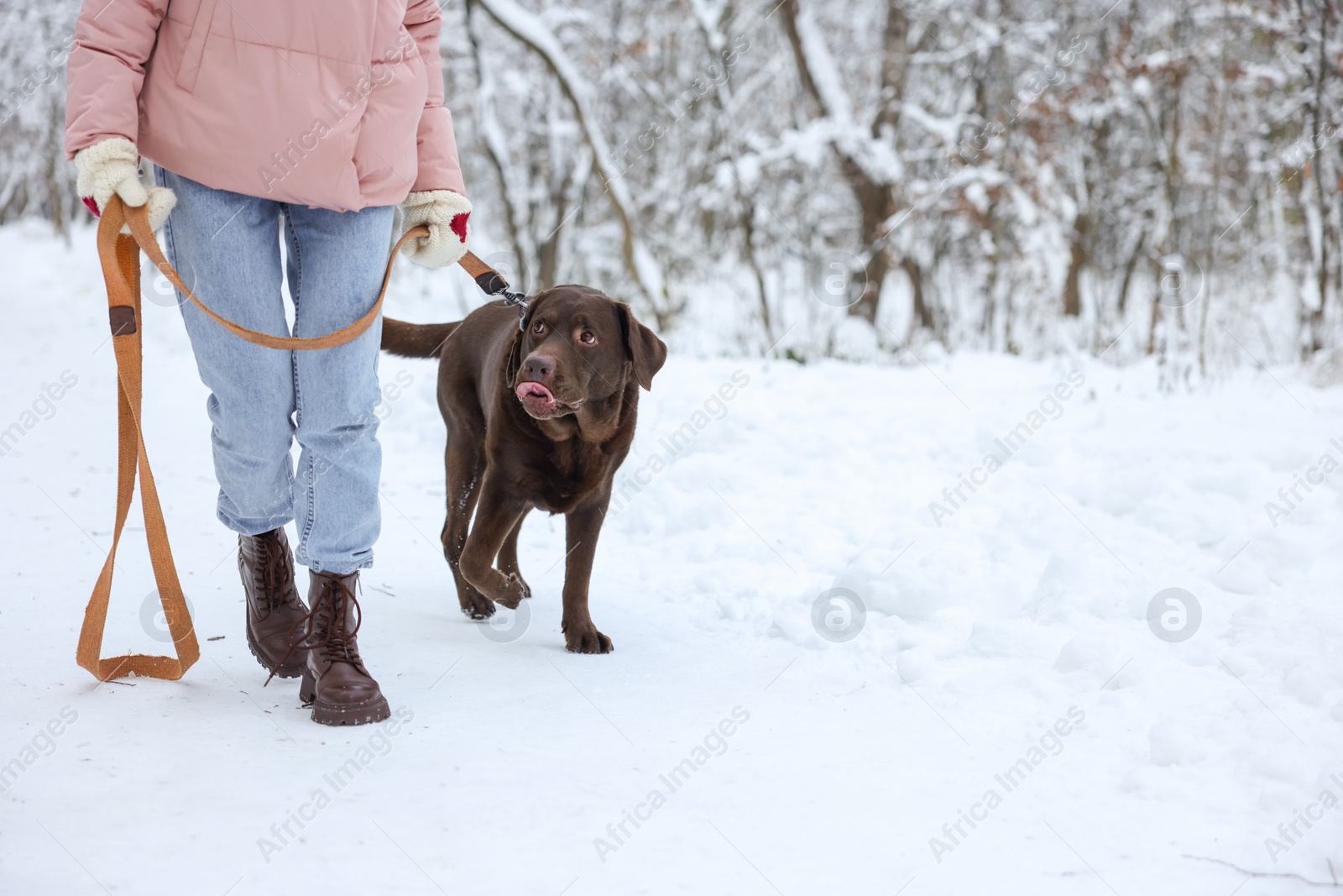 Photo of Woman walking with adorable Labrador Retriever dog in snowy park, closeup. Space for text