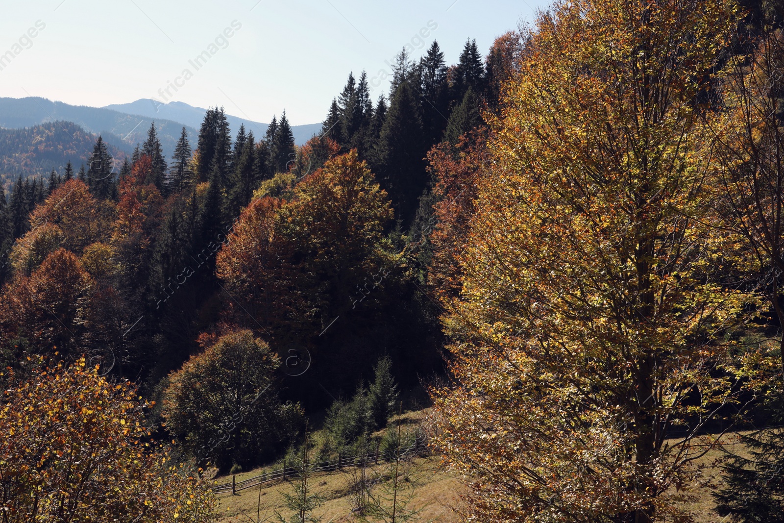 Photo of Picturesque view of beautiful mountain forest on sunny day in autumn