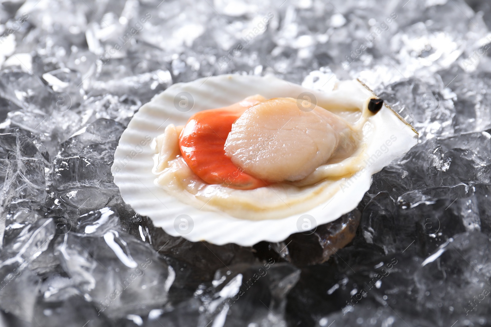 Photo of Fresh raw scallop in shell on ice cubes, closeup