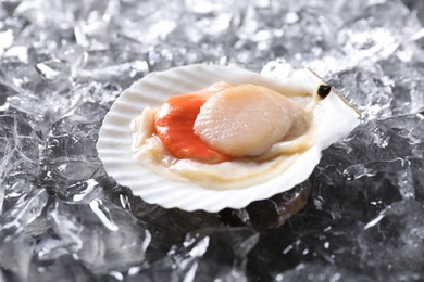 Photo of Fresh raw scallop in shell on ice cubes, closeup