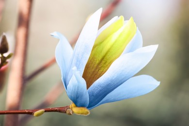 Image of Beautiful delicate magnolia Blue Opal outdoors, closeup. Spring season