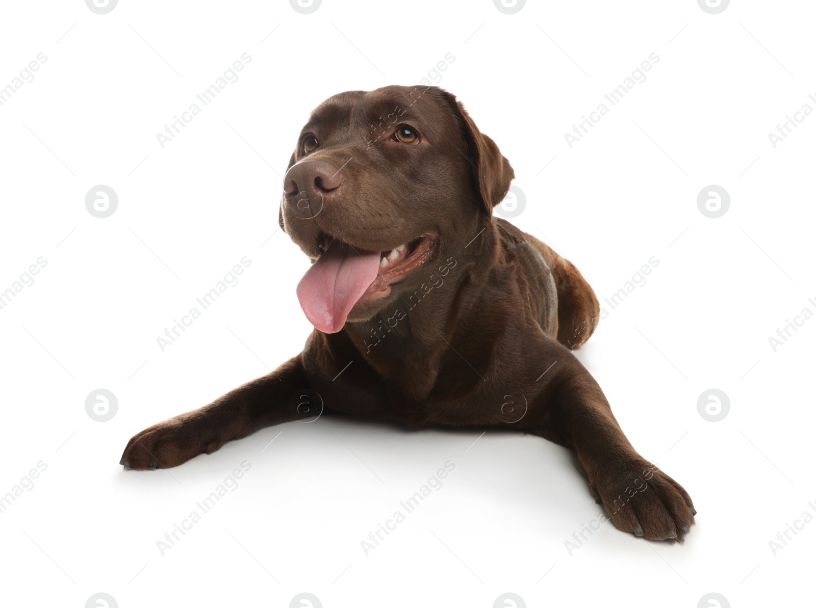 Photo of Chocolate labrador retriever lying on white background