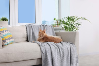 Adorable cat resting on sofa at home