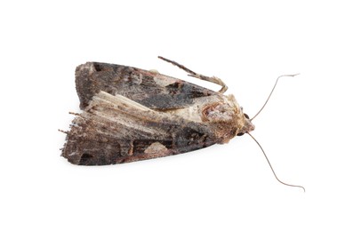 Photo of Single grey cabbage moth isolated on white