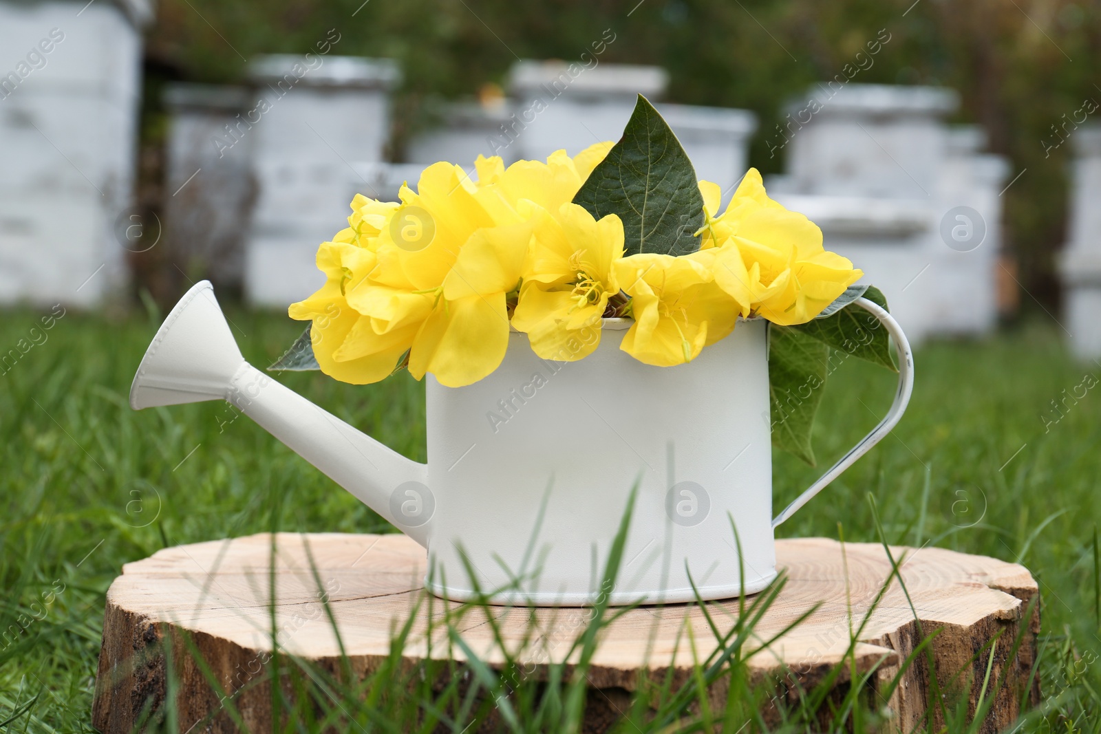 Photo of White watering can with beautiful yellow oenothera flowers on stump outdoors