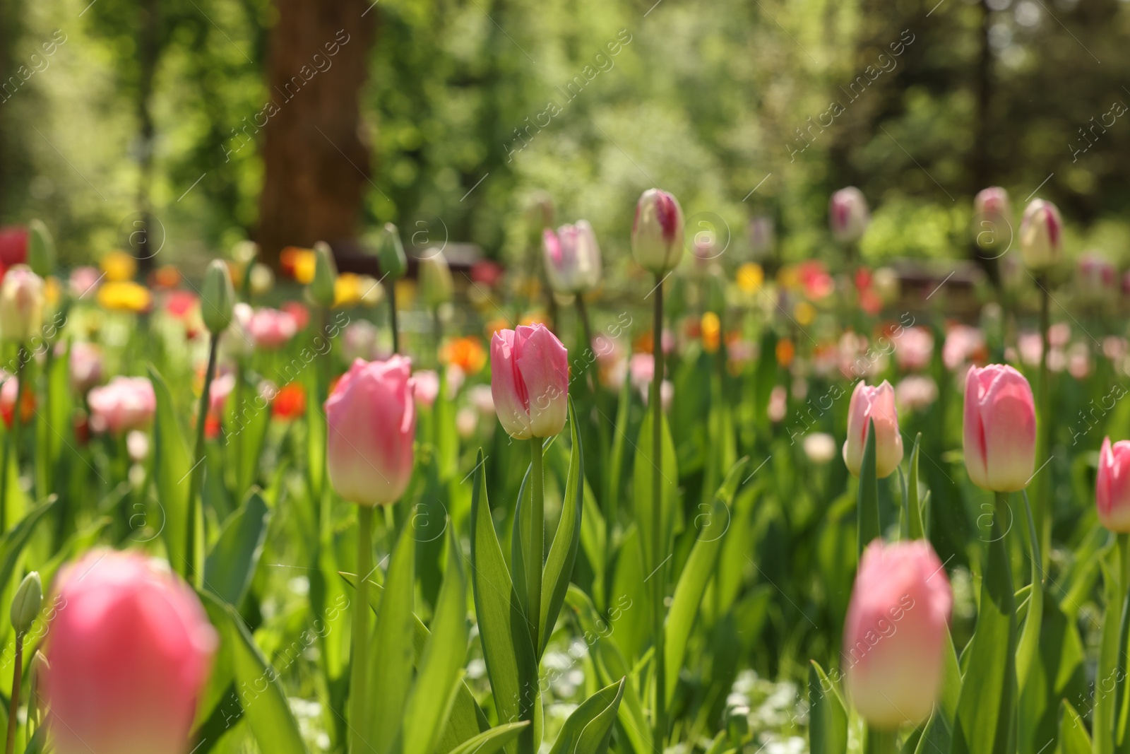 Photo of Beautiful pink tulips growing outdoors on sunny day