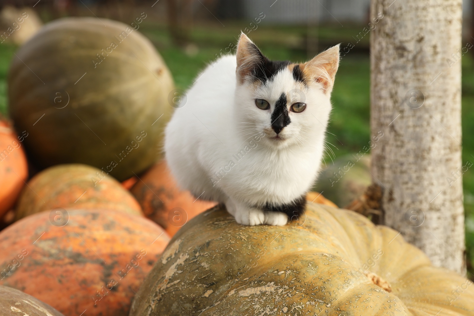 Photo of Cute fluffy cat on ripe pumpkin outdoors